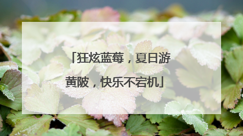 狂炫蓝莓，夏日游黄陂，快乐不宕机