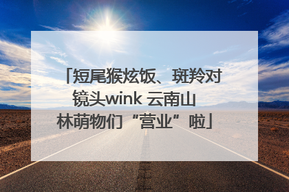 短尾猴炫饭、斑羚对镜头wink 云南山林萌物们“营业”啦