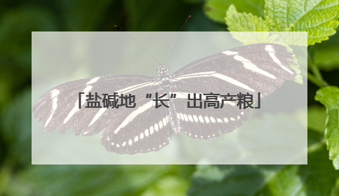 盐碱地“长”出高产粮