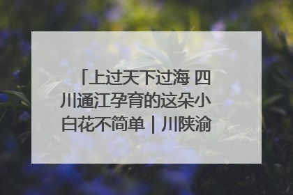 上过天下过海 四川通江孕育的这朵小白花不简单｜川陕渝网络名人巴中行