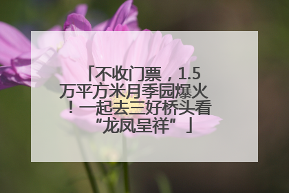 不收门票，1.5万平方米月季园爆火！一起去三好桥头看“龙凤呈祥”