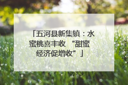 五河县新集镇：水蜜桃喜丰收 “甜蜜经济促增收”