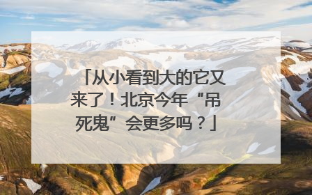 从小看到大的它又来了！北京今年“吊死鬼”会更多吗？