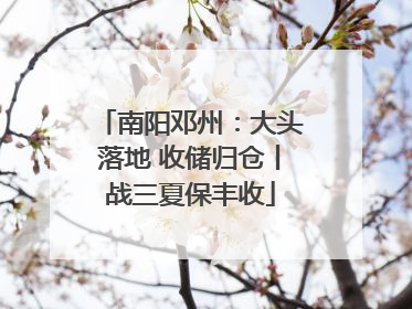 南阳邓州：大头落地 收储归仓丨战三夏保丰收