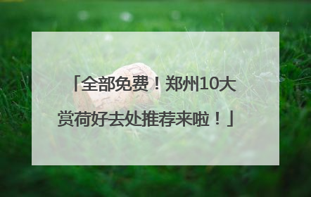全部免费！郑州10大赏荷好去处推荐来啦！