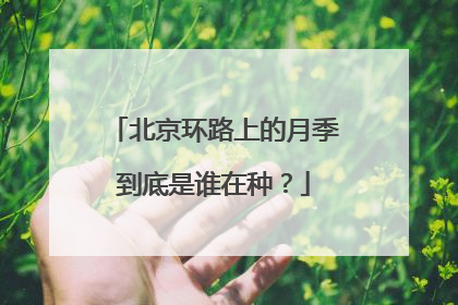 北京环路上的月季到底是谁在种？