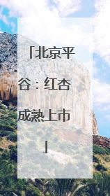 北京平谷：红杏成熟上市