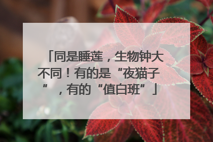 同是睡莲，生物钟大不同！有的是“夜猫子”，有的“值白班”
