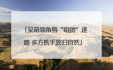 呆萌领角鸮“组团”迷路 多方携手放归自然