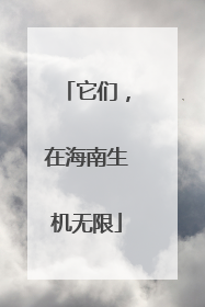 它们，在海南生机无限