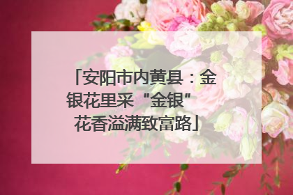 安阳市内黄县：金银花里采“金银” 花香溢满致富路