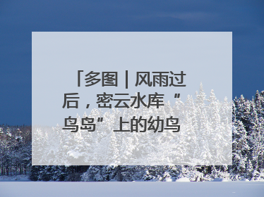 多图｜风雨过后，密云水库“鸟岛”上的幼鸟还好吗？