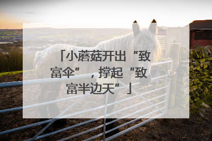 小蘑菇开出“致富伞”，撑起“致富半边天”