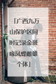 广西九万山保护区同时记录金斑喙凤蝶雌雄个体