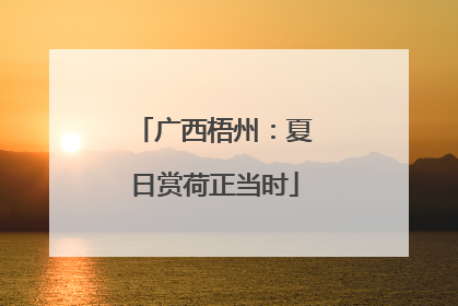 广西梧州：夏日赏荷正当时