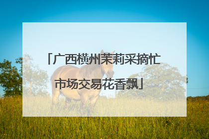 广西横州茉莉采摘忙 市场交易花香飘