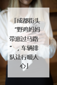成都街头“野鸡妈妈带崽过马路”，车辆排队让行暖人心