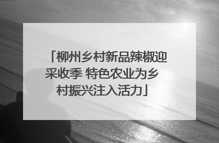 柳州乡村新品辣椒迎采收季 特色农业为乡村振兴注入活力
