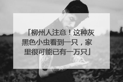 柳州人注意！这种灰黑色小虫看到一只，家里很可能已有一万只