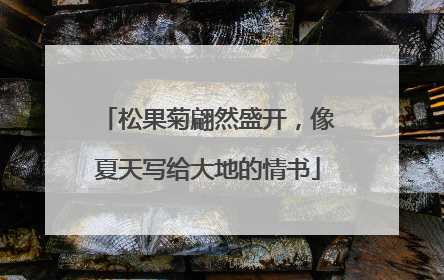 松果菊翩然盛开，像夏天写给大地的情书