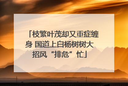 枝繁叶茂却又重症缠身 国道上白杨树树大招风“排危”忙