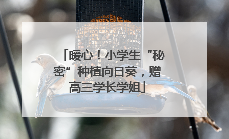 暖心！小学生“秘密”种植向日葵，赠高三学长学姐