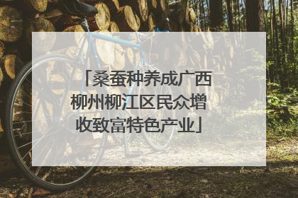 桑蚕种养成广西柳州柳江区民众增收致富特色产业