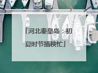 河北秦皇岛：初夏时节插秧忙