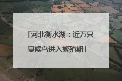 河北衡水湖：近万只夏候鸟进入繁殖期