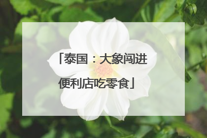 泰国：大象闯进便利店吃零食