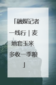融媒记者一线行｜麦地套玉米 多收一季粮