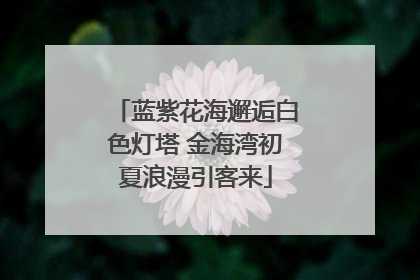 蓝紫花海邂逅白色灯塔 金海湾初夏浪漫引客来