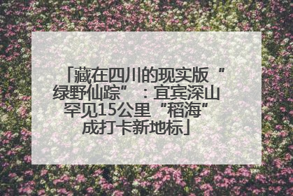 藏在四川的现实版“绿野仙踪”：宜宾深山罕见15公里“稻海”成打卡新地标