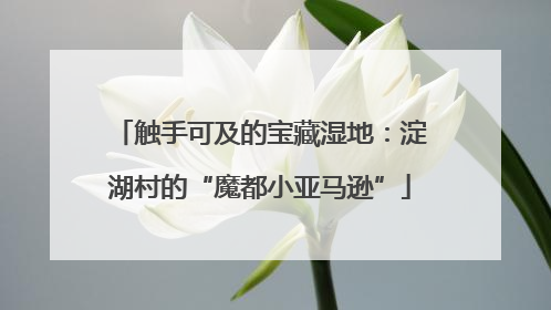 触手可及的宝藏湿地：淀湖村的“魔都小亚马逊”