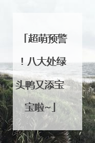 超萌预警！八大处绿头鸭又添宝宝啦~
