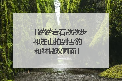 蹭蹭岩石散散步 祁连山拍到雪豹和豺撒欢画面