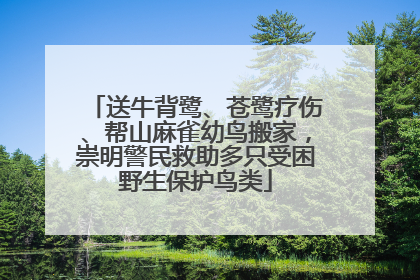 送牛背鹭、苍鹭疗伤、帮山麻雀幼鸟搬家，崇明警民救助多只受困野生保护鸟类