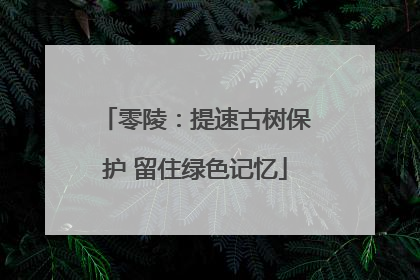 零陵：提速古树保护 留住绿色记忆