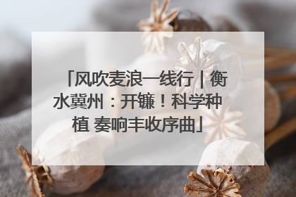 风吹麦浪一线行｜衡水冀州：开镰！科学种植 奏响丰收序曲