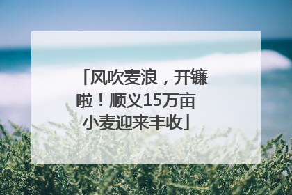 风吹麦浪，开镰啦！顺义15万亩小麦迎来丰收